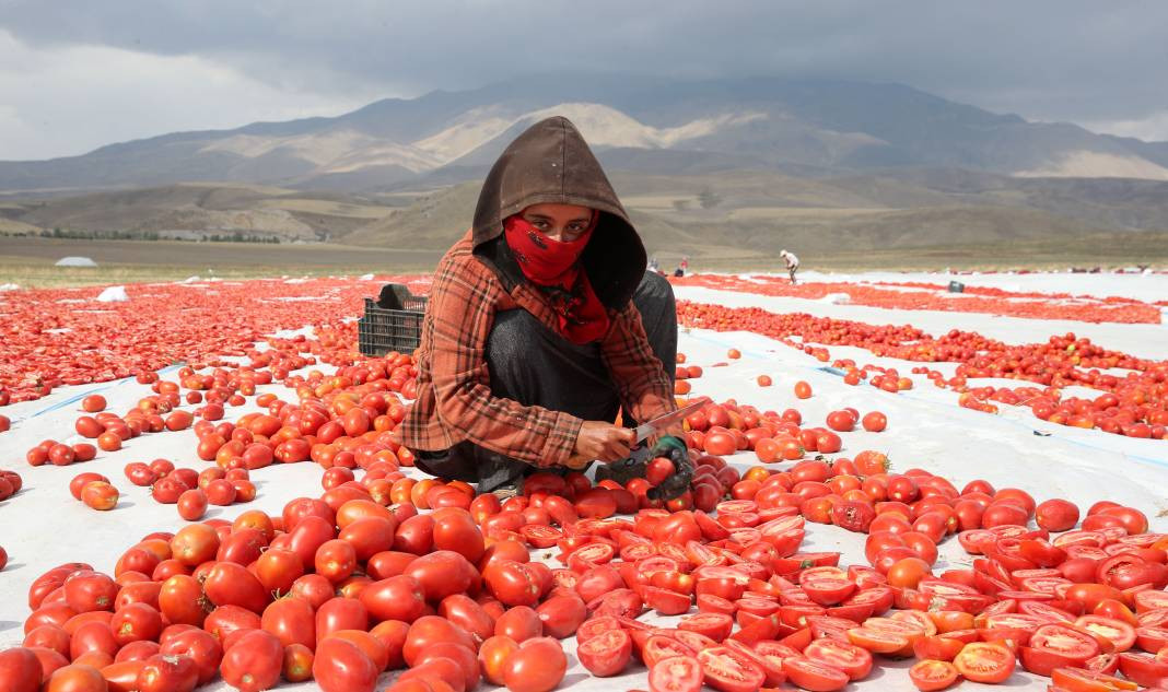 Süphan Dağı’nda yetişiyor 12 kilodan 1 kilo çıkıyor. Türkler 1 kilo bile alamıyor - Resim: 34